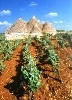 Organic wine Puglia