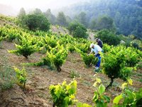 Organic wine Priorat, organic wines Spain