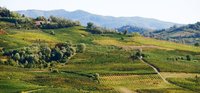 Emilia Romagna organic wine
