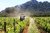 Domaine des Terres Blanches Cuvée Aurelia, Les Baux de Provence, rouge, vin bio, de 23,50€