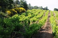 Organic wine-brands of importers