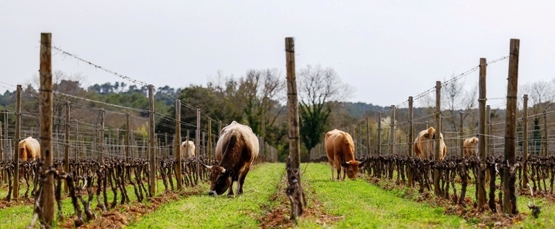 Chateau-Lascaux-cows-grazing-in-the-vineyard