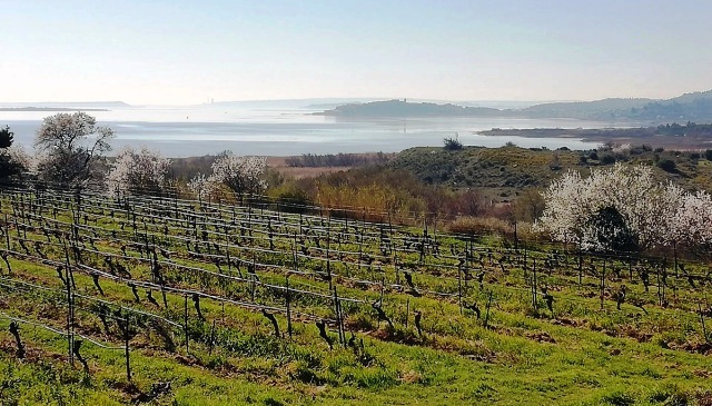 Domaine-Ortola-vineyard-near-the-mediterranean-ocean