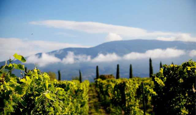 Vineyard of Domaine Les Patys