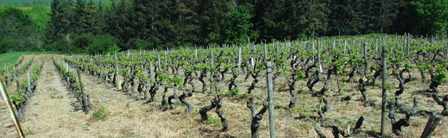 konventionell mit Herbiziden behandelter Weinberg im Fühling, deshalb wachsen keine Gräser und Kräuter mehr zwischen den Reben