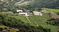 Organic wine Spain