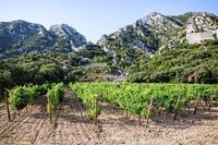 Biowein Provence, biodynamischer Wein Provence, Demeterwein Provence