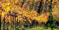 Organic wine Abruzzo
