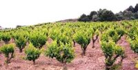 Organic wine Vinos de Madrid DO