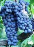 Organic red wine, biodynamic wine red, Demeter-Wine red