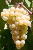 Organic white wine