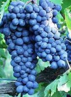 Grape varieties