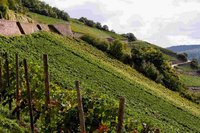 Organic wine Rheingau
