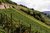 Weingut Mohr, Rheingau, Pinot Gris, organic wine, white, 2022