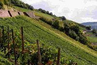 Weingut Mohr, Lorch dans le Rheingau, vins biologiques