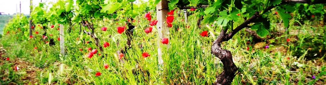 This is how an organic vineyard looks in Spring  with flowers and weeds and herbs
