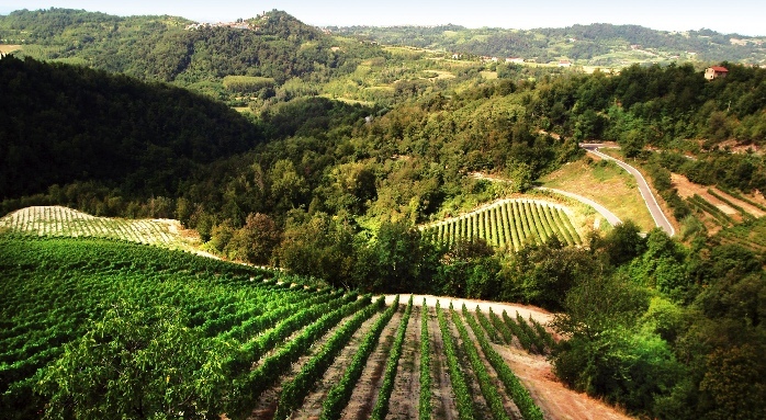 Poggio_Ridente_the organic_vineyards_of_Poggio_Ridente