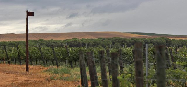 Caraballas-Cerdejo-Weinberg- umgeben von Getreidefeldern